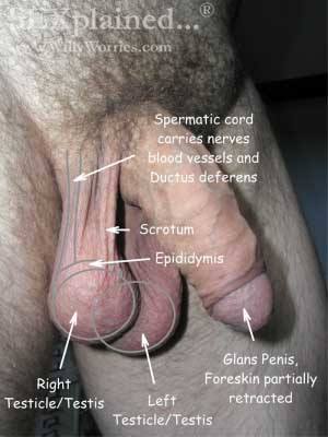 Picture of Male Genital Anatomy-Labelled-WillyWorries.com