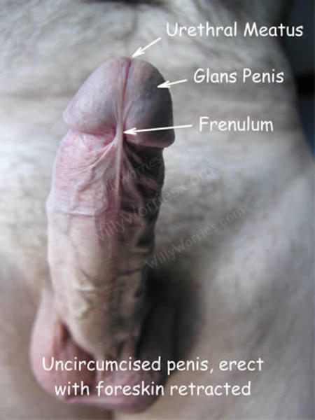 Genital Lumps