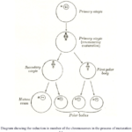 Chromosome-reduction-maturing-ovum-image