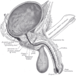 Penis-picture-flaccid-erect-positions-shows-foreskin-prepuce-bladder-scrotum-prostate-Cowper'sGland-vas-deferens