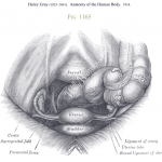 Peritoneal Cavity showing the sacrum, large colon, rectum, uterus, bladder and fallopian tube locations, ligaments of the ovaries, and ureters or urine tubes