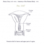 uterine body, upper vagina photo, cervix
