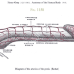 corpus sphongiosum, corpus cavernosum, Picture showing arteries of a penis