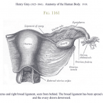 Uterus right broad ligament, ovary picture, Grays Anatomy-1918
